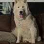 dog, siberian_husky, white_dog, blue_eyes, tongue_out, sitting, couch, living_room, window, curtains, pet, domestic_animal, indoor, fur, canine, companion, animal_portrait, relaxed, household, friendly