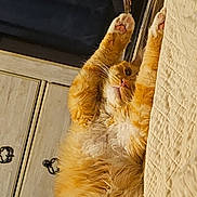 Mr. Noodle joined the competition — help win amazing prizes! cat, orange_cat, fluffy, pet, indoor, furniture, bedspread, relaxed, lying_down, paws_up, whiskers, cute, domestic_animal, cozy, home, sleepy, animal, fur, mammal, resting