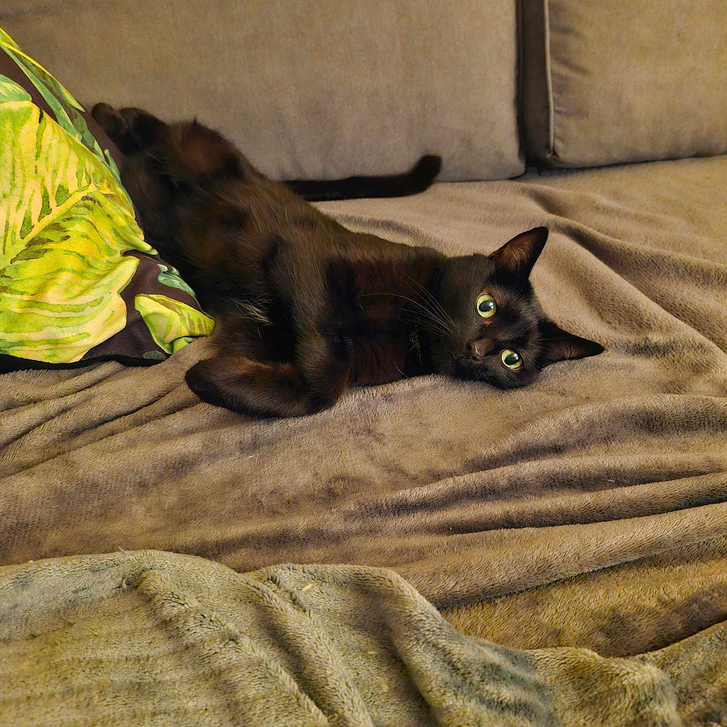 Nalah a rejoint le concours — aidez-le/la à gagner de superbes lots ! abyssinian, animal, architecture, bed, blackcat, blanket, building, cat, chair, couch, cushion, furniture, homedecor, indoors, kitten, linen, livingroom, manx, pet, room