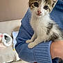 Volta a rejoint le concours — aidez-le/la à gagner de superbes lots ! kitten, cat, pet, animal, feline, young, cute, person, arm, sweater, blue, indoor, cozy, curious, whiskers, fur, eyes, resting, hand, soft