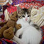 kitten, cat, plush_toy, groot, blanket, patterned_blanket, colorful, white_fur, tabby, cute, pet, indoor, resting, soft_toy, animal, young_cat, fur, cozy, cuddling, toy