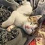 Volta a rejoint le concours — aidez-le/la à gagner de superbes lots ! kitten, sleeping, cat, blanket, cozy, nap, pet, fur, cute, relaxed, indoor, soft, paw, animal, mammal, domestic, comfort, rest, closeup, peaceful