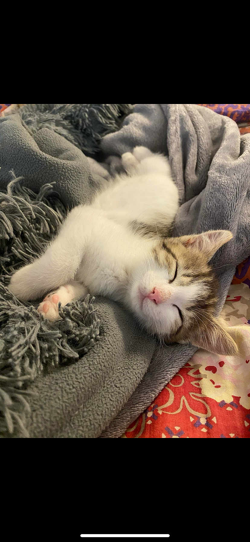 Volta a rejoint le concours — aidez-le/la à gagner de superbes lots ! kitten, sleeping, cat, blanket, cozy, nap, pet, fur, cute, relaxed, indoor, soft, paw, animal, mammal, domestic, comfort, rest, closeup, peaceful