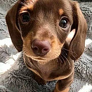 Cookie participe au concours pour gagner de l'argent avec cette photo : adorable, animal, blanket, brown, close_up, cute, dachshund, dog, eyes, fur, indoor, nose, pet, portrait, puppy, small, soft, texture, whiskers, young