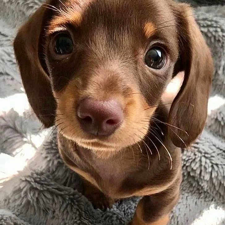 Cookie