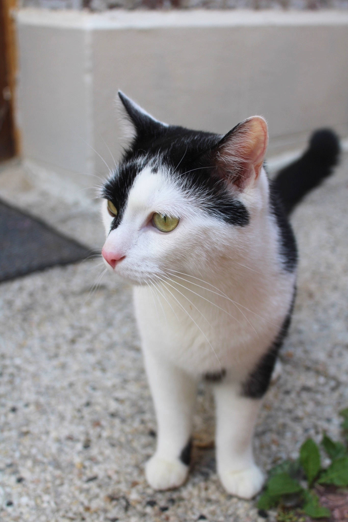 Juke participe au concours pour gagner de l'argent avec cette photo : aegean_cat, american_wirehair, carnivore, cat, domestic_short_haired_cat, european_shorthair, eye, felidae, fur, japanese_bobtail, kitten, mammal, polydactyl_cat, small_to_medium_sized_cats, snout, tail, whiskers