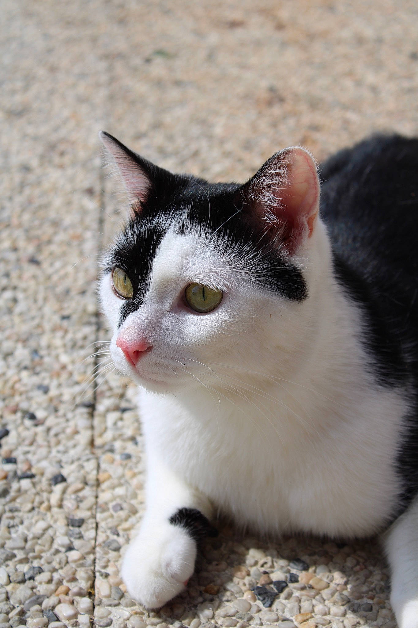 Juke a rejoint le concours — aidez-le/la à gagner de superbes lots ! aegean_cat, american_wirehair, black_and_white, carnivore, cat, domestic_short_haired_cat, european_shorthair, eye, felidae, fur, kitten, nose, polydactyl_cat, small_to_medium_sized_cats, snout, whiskers