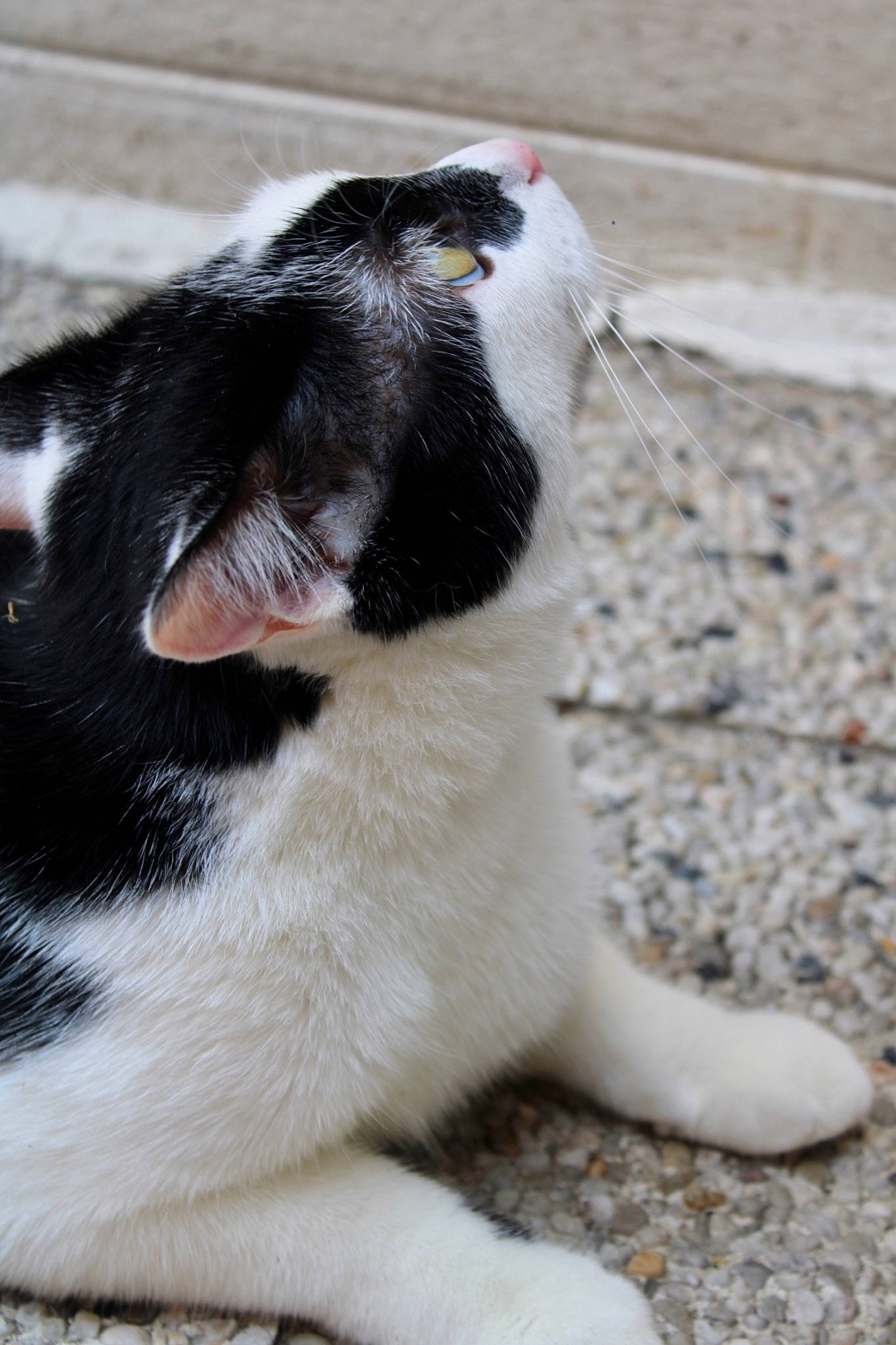 Juke a rejoint le concours — aidez-le/la à gagner de superbes lots ! canidae, carnivore, cat, felidae, rat, small_to_medium_sized_cats, snout, tail, whiskers