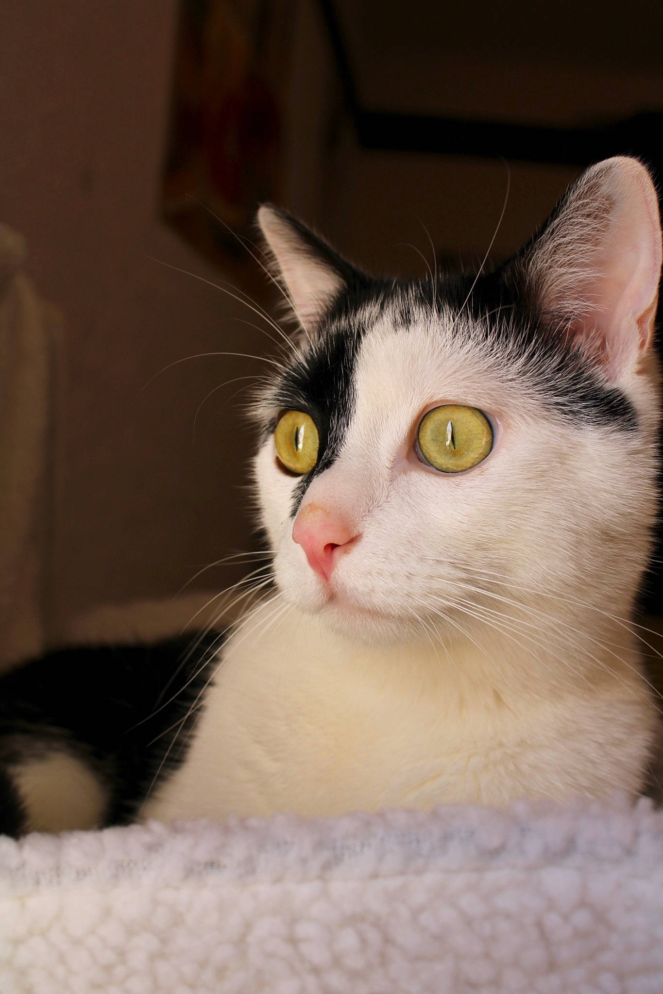 Juke a rejoint le concours — aidez-le/la à gagner de superbes lots ! aegean_cat, american_wirehair, asian, carnivore, cat, domestic_short_haired_cat, ear, european_shorthair, eye, felidae, fur, kitten, mammal, nose, polydactyl_cat, small_to_medium_sized_cats, snout, turkish_van, vertebrate, whiskers