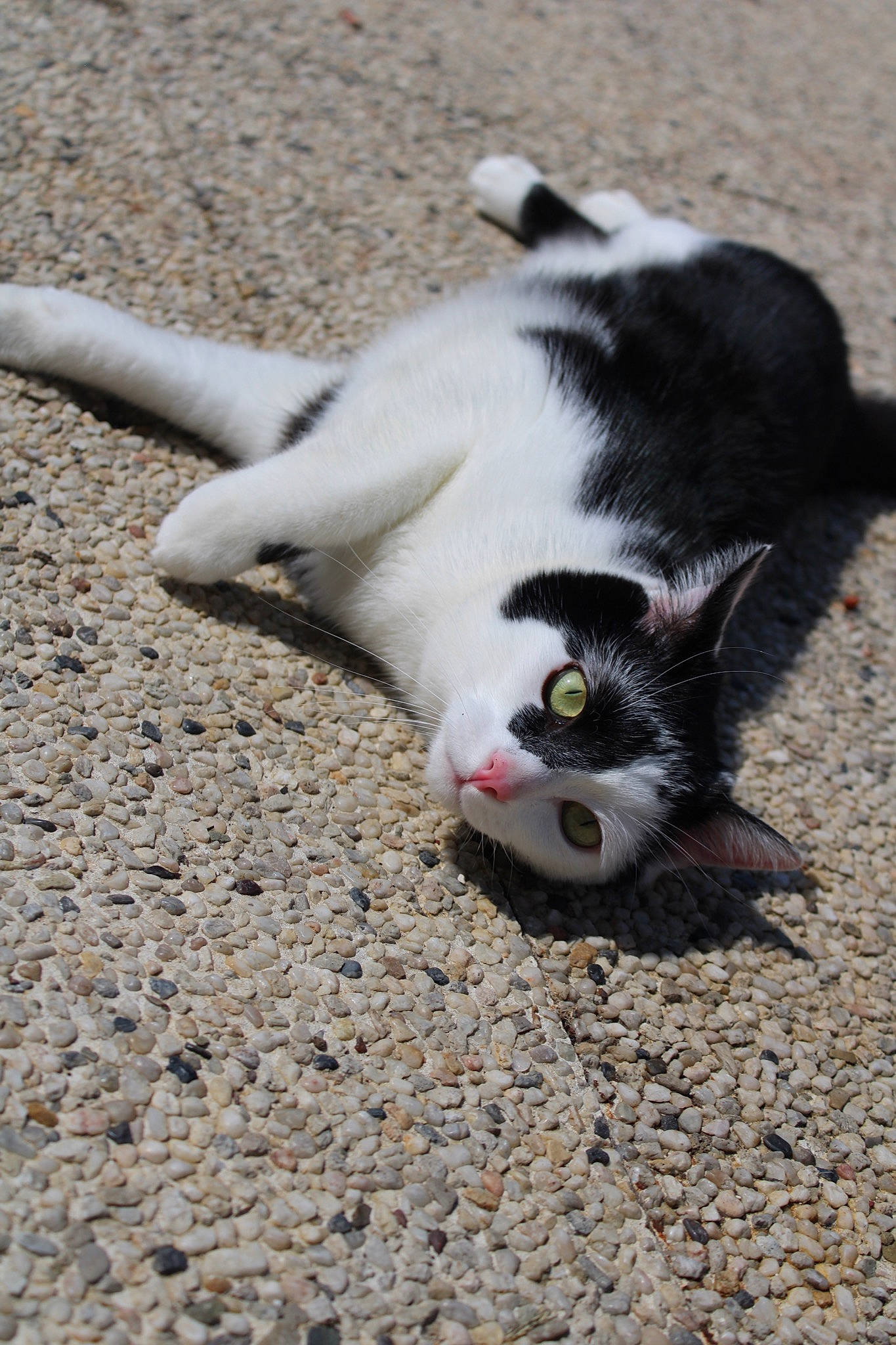 Juke participe au concours pour gagner de l'argent avec cette photo : aegean_cat, carnivore, cat, claw, domestic_short_haired_cat, european_shorthair, eye, felidae, fur, kitten, paw, polydactyl_cat, sand, small_to_medium_sized_cats, snout, tail, whiskers