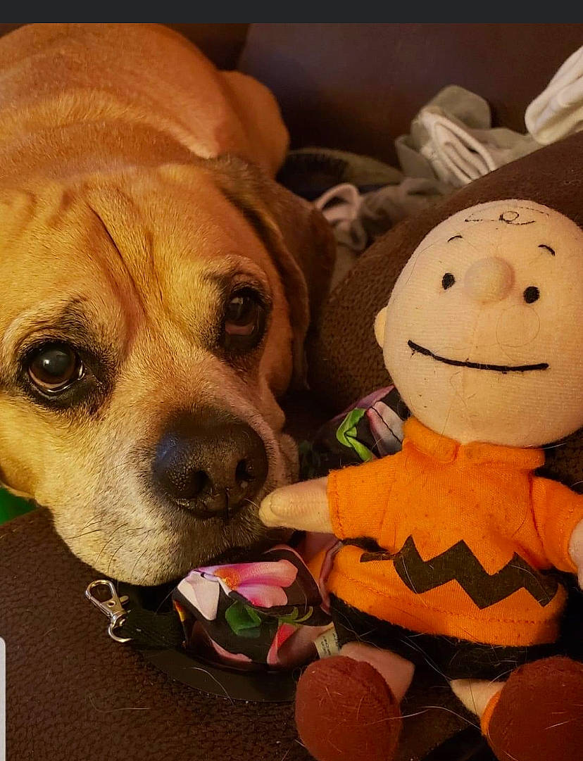 Bobbie is registered to the contest to win money with this photo: art, canidae, carnivore, companion_dog, couch, dog, dog_breed, fawn, fur, happy, paw, plush, puppy_love, smile, snout, sporting_group, stuffed_toy, toy, whiskers, working_animal