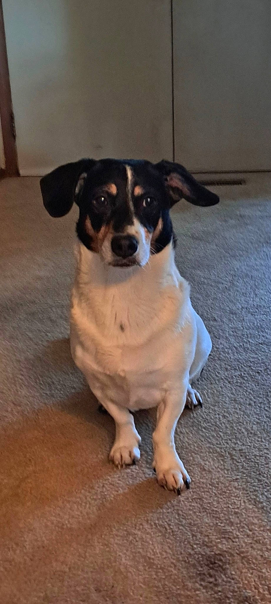 Chief is registered to the contest to win money with this photo: canidae, carnivore, collar, companion_dog, dog, dog_breed, fawn, flooring, paw, snout, sporting_group, terrestrial_animal, whiskers, working_animal, working_dog