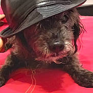Bidule participe au concours pour gagner de l'argent avec cette photo : affenpinscher, animal, baseballcap, canine, cap, clothing, dog, face, fashion, hat, head, hound, person, pet, photography, poodle, portrait, puppy, sunhat, terrier