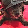 affenpinscher, animal, baseballcap, canine, cap, clothing, dog, face, fashion, hat, head, hound, person, pet, photography, poodle, portrait, puppy, sunhat, terrier