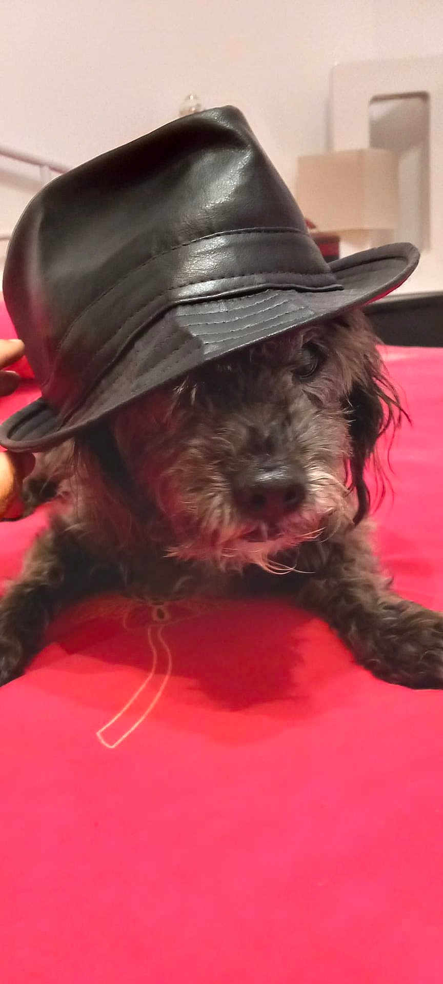 Bidule participe au concours pour gagner de l'argent avec cette photo : affenpinscher, animal, baseballcap, canine, cap, clothing, dog, face, fashion, hat, head, hound, person, pet, photography, poodle, portrait, puppy, sunhat, terrier