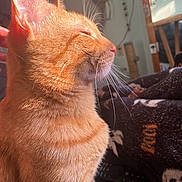 Vincent is registered to the contest to win money with this photo: cat, orange_tabby, feline, pet, indoor, sunlight, closeup, whiskers, fur, relaxed, cozy, blanket, home, animal, profile, soft_light, peaceful, domestic_cat, resting, warm