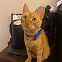 Vincent joined the competition — help win amazing prizes! cat, ginger_cat, blue_collar, bow_tie, pet, table, indoor, household_items, speaker, black_bag, folded_clothes, curious, alert, whiskers, ears, wide_eyes, feline, domestic_animal, wooden_table, orange_fur