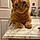 Vincent