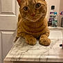 cat, orange_tabby, marble_countertop, indoor, curious, pets, feline, whiskers, paws, bathroom, door, bottle, toiletries, close_up, domestic_cat, fur, eyes, face, animal, household