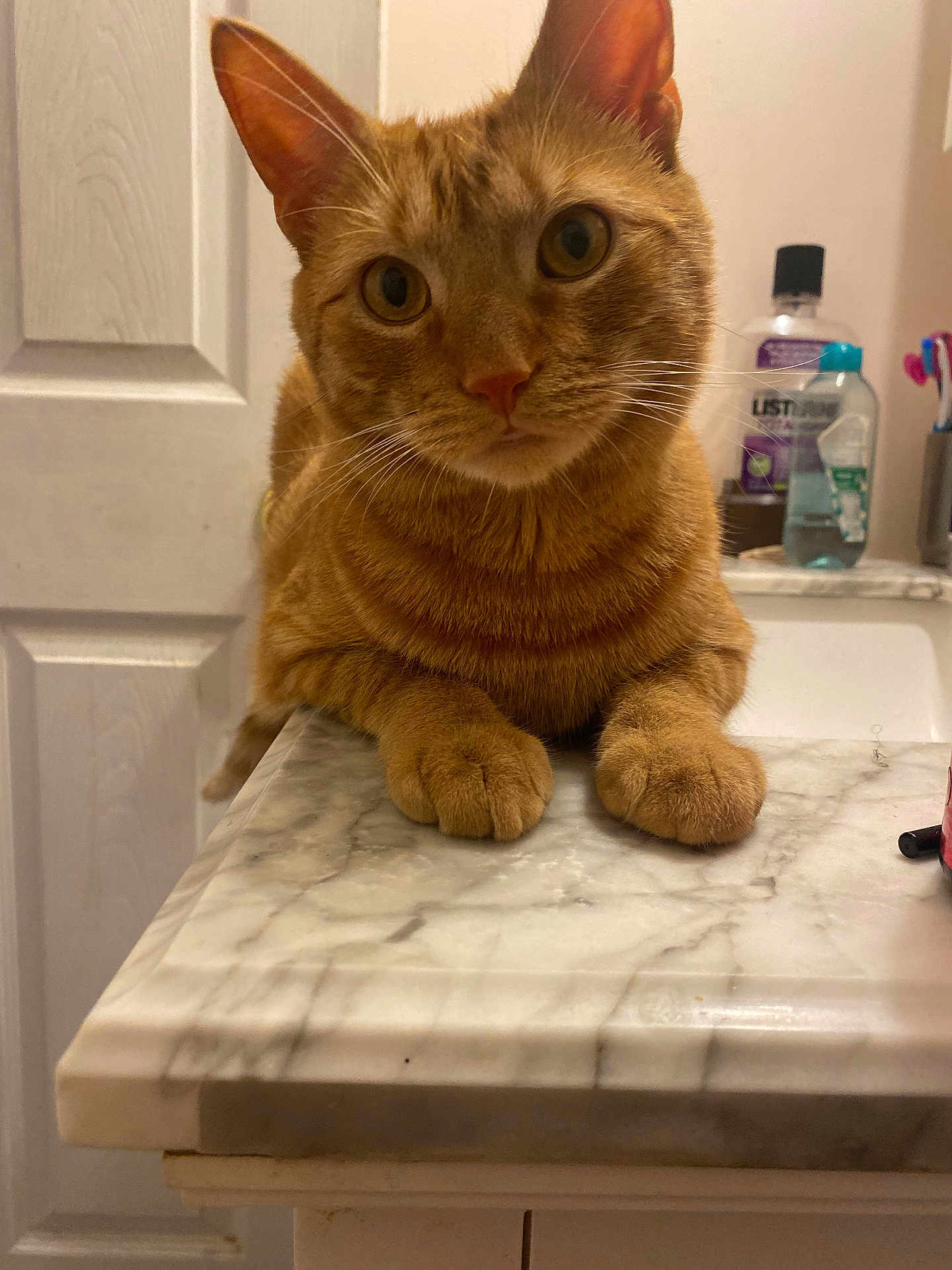 Vincent