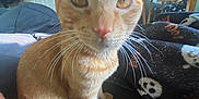 Vincent is registered to the contest to win money with this photo: cat, orange_tabby, pet, indoor, whiskers, close_up, curious, feline, animal, bed, blanket, rainbow_flag, room, cozy, domestic, fur, ears, eyes, nose, paw