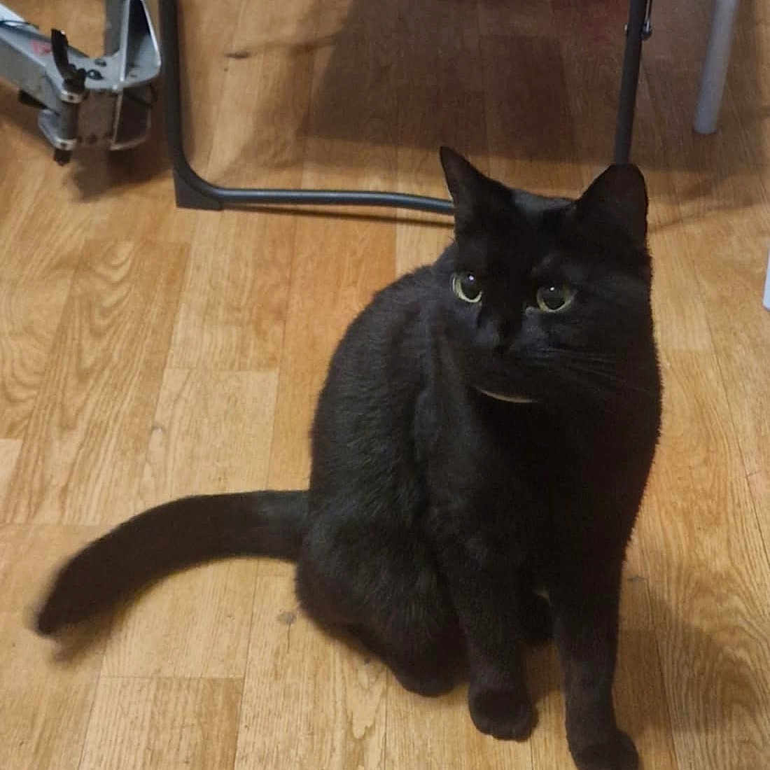 Stella participe au concours pour gagner de l'argent avec cette photo : animal, black_cat, cat, companion, curious, domestic_cat, ears, eyes, feline, floor, fur, furniture, household, indoor, pet, quiet, sitting, tail, whiskers, wooden_floor