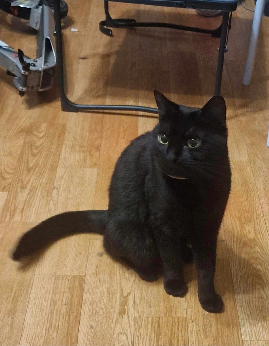 Stella