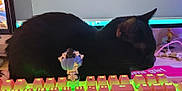 Stella participe au concours pour gagner de l'argent avec cette photo : black_cat, keyboard, anime_figurine, computer_monitor, desk, technology, indoor, pet, cat, figurine, lighting, electronics, mouse_pad, cables, workstation, accessories, colorful, cute, relaxed, home_office