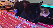 Stella participe au concours pour gagner de l'argent avec cette photo : anime_figurine, black_cat, cat, computer_accessory, computer_monitor, cozy, cute_pet, desk, electronics, figurine, gaming_keyboard, home_office, indoor, keyboard, mechanical_keyboard, mouse_pad, pink_lighting, sleeping_cat, stationary, tech_setup