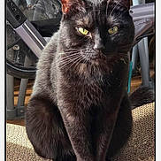 Stella participe au concours pour gagner de l'argent avec cette photo : animal, black_cat, cat, close_up, curtain, exercise_equipment, face, feline, floor, fur, indoor, looking_at_camera, magazine_cover, mat, pet, portrait, sitting, wheel, whiskers, yellow_eyes