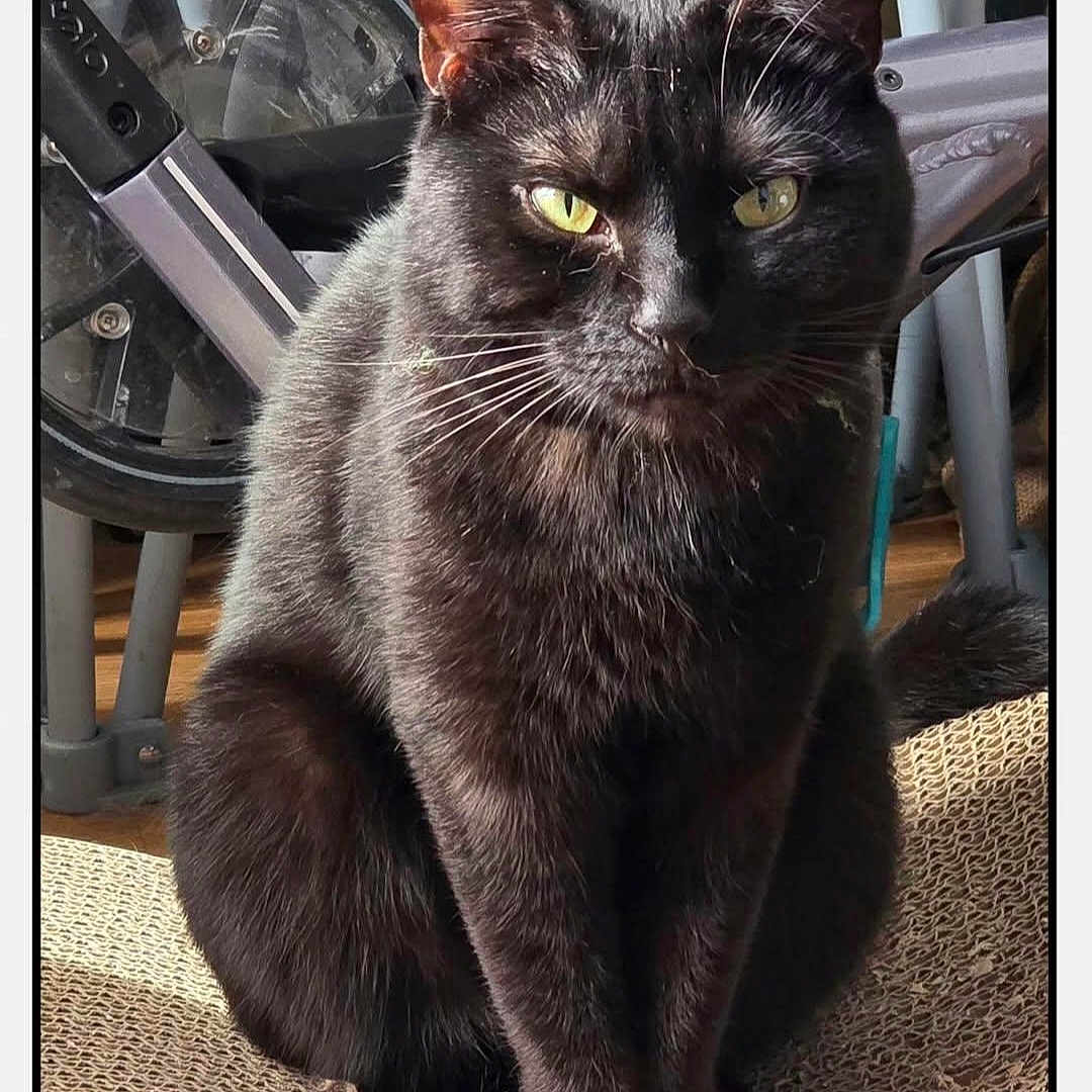 Stella