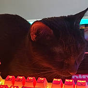 Stella participe au concours pour gagner de l'argent avec cette photo : cat, black_cat, keyboard, desk, anime_figurine, computer_monitor, lighting, electronics, sleeping_cat, indoor, cute, toy, figurine, workspace, gaming_setup, colorful, technology, relaxing, pet, closeup