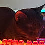 cat, black_cat, keyboard, desk, anime_figurine, computer_monitor, lighting, electronics, sleeping_cat, indoor, cute, toy, figurine, workspace, gaming_setup, colorful, technology, relaxing, pet, closeup