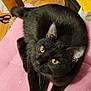 Stella a rejoint le concours — aidez-le/la à gagner de superbes lots ! black_cat, cat, yellow_eyes, pink_cushion, wicker_chair, indoor, wooden_table, yellow_cushion, floor, scissors, box, pet, feline, curious, looking_up, domestic_animal, fur, whiskers, relaxed, home