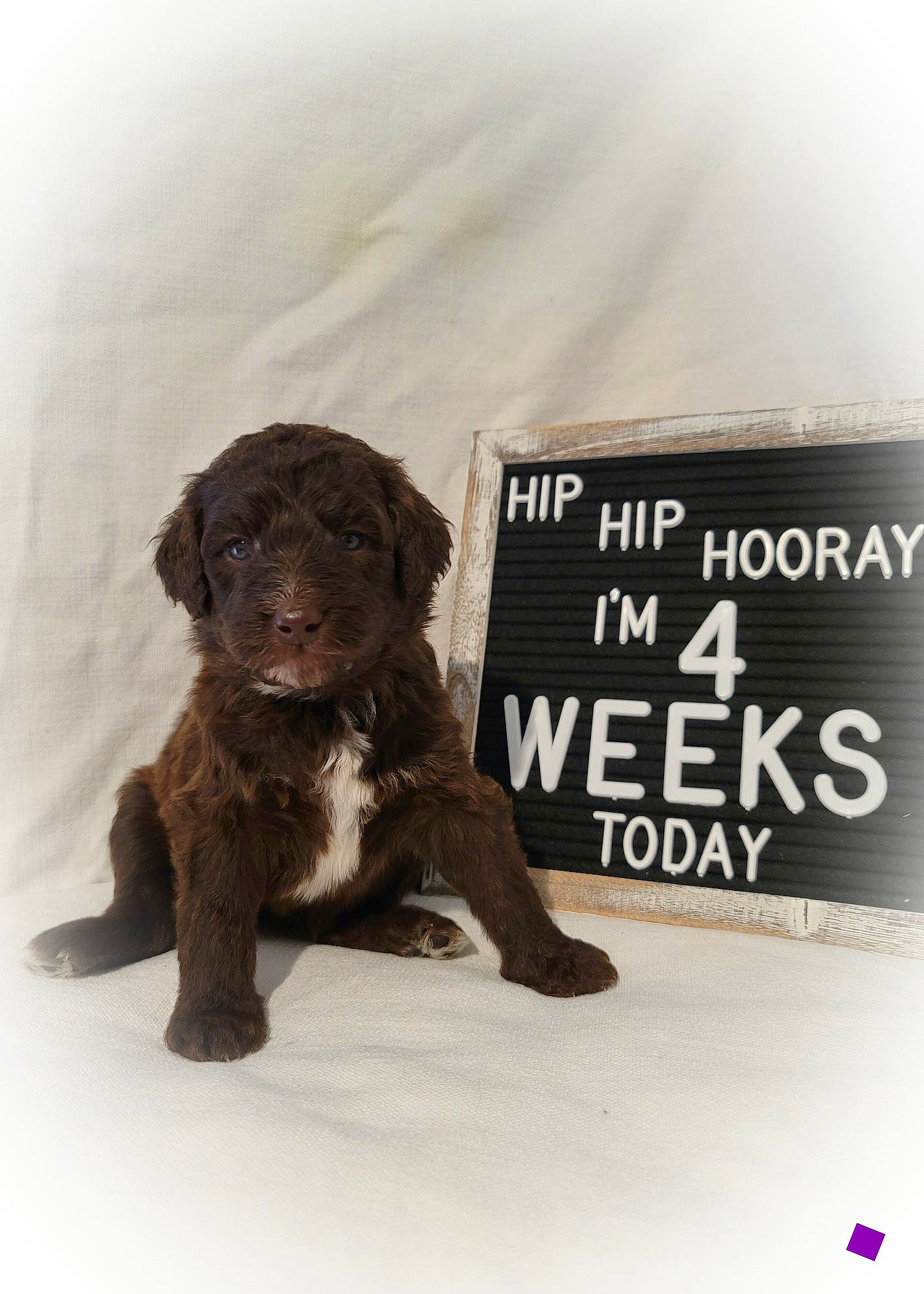 Islay joined the competition — help win amazing prizes! canidae, carnivore, companion_dog, dog, dog_breed, labradoodle, liver, mammal, puppy, retriever, sporting_group, vertebrate, water_dog