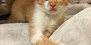 Finley is registered to the contest to win money with this photo: kitten, cat, orange_cat, white_paws, crossed_paws, blue_eyes, reflection, mirror, blanket, soft_texture, indoor, pet, feline, cute, young_animal, fur, whiskers, relaxed, close_up, animal_portrait