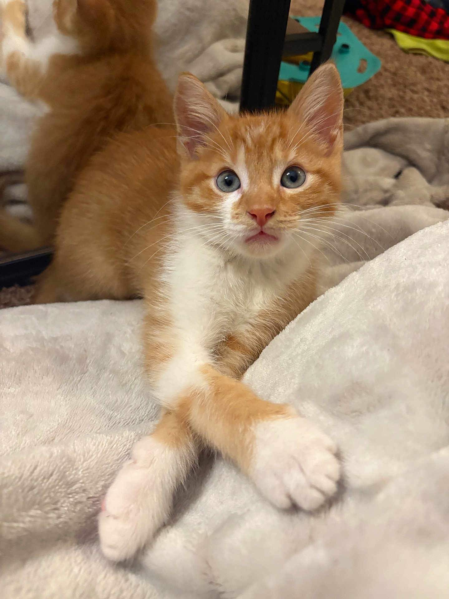 Finley is registered to the contest to win money with this photo: kitten, cat, orange_cat, white_paws, crossed_paws, blue_eyes, reflection, mirror, blanket, soft_texture, indoor, pet, feline, cute, young_animal, fur, whiskers, relaxed, close_up, animal_portrait