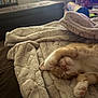 Finley joined the competition — help win amazing prizes! cat, orange_cat, white_cat, sleeping, paw, blanket, cozy, indoor, furry, pet, relaxing, cute, soft, resting, fur, animal, comfort, domestic_cat, nap, warm
