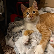 Finley joined the competition — help win amazing prizes! animal, blanket, carpet, cat, closeup, cozy, curious, cute, feline, fur, home, indoor, orange_cat, paws, pet, relaxed, resting, soft_texture, whiskers, white_cat