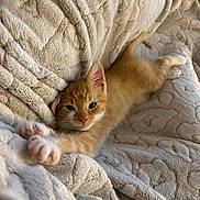 Finley joined the competition — help win amazing prizes! kitten, cat, ginger_cat, pet, animal, stretching, cozy, blanket, soft_texture, cute, relaxing, indoor, fur, whiskers, paws, sleepy, closeup, comfort, adorable, young_cat
