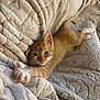 kitten, cat, ginger_cat, pet, animal, stretching, cozy, blanket, soft_texture, cute, relaxing, indoor, fur, whiskers, paws, sleepy, closeup, comfort, adorable, young_cat