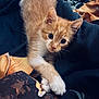 Finley joined the competition — help win amazing prizes! kitten, cat, orange_cat, white_paws, fur, pet, animal, cute, curious, whiskers, bed, blanket, indoor, closeup, young, playful, resting, soft, cozy, domestic_cat