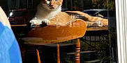 Finley joined the competition — help win amazing prizes! animal, cat, chair, curious, daylight, domestic_animal, feline, home, indoor, nature_reflection, orange_cat, pet, reflection, relaxed, resting, shadow, sunlight, white_cat, window, wooden_chair