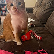 Finley joined the competition — help win amazing prizes! cat, orange_tabby, white_fur, wide_eyes, whiskers, paw, toy, red_toy, striped_tail, sofa, couch, blanket, living_room, bookshelf, indoor, portrait, pet, curiosity, furniture, door