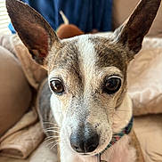 Karma joined the competition — help win amazing prizes! dog, pet, portrait, close_up, large_ears, pointed_ears, wide_eyes, brown_and_white, short_hair, nose, whiskers, collar, tag, sitting, indoors, bed, blanket, curtains, window, cozy