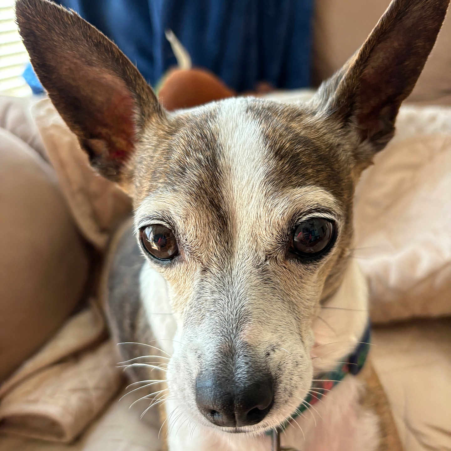 Karma joined the competition — help win amazing prizes! dog, pet, portrait, close_up, large_ears, pointed_ears, wide_eyes, brown_and_white, short_hair, nose, whiskers, collar, tag, sitting, indoors, bed, blanket, curtains, window, cozy