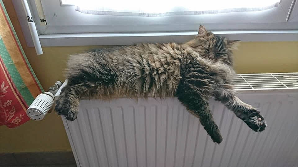 Malice a rejoint le concours — aidez-le/la à gagner de superbes lots ! carnivore, cat, domestic_long_haired_cat, felidae, fur, maine_coon, small_to_medium_sized_cats, tail, whiskers