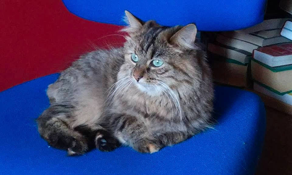 Malice a rejoint le concours — aidez-le/la à gagner de superbes lots ! asian_semi_longhair, blue, box, british_semi_longhair, carnivore, cat, domestic_long_haired_cat, electric_blue, felidae, fur, majorelle_blue, small_to_medium_sized_cats, snout, vertebrate, whiskers