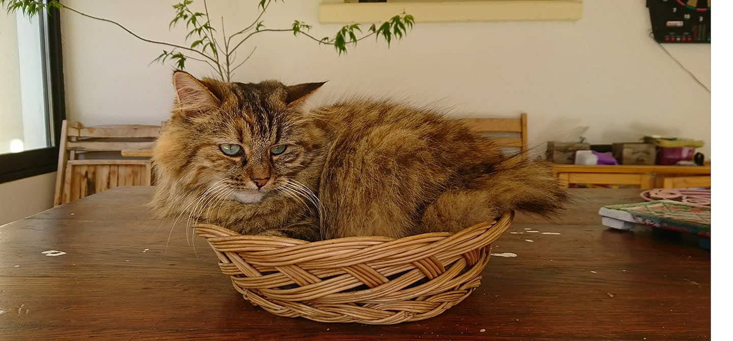 Malice participe au concours pour gagner de l'argent avec cette photo : basket, carnivore, cat, cat_supply, felidae, fur, home_accessories, houseplant, pet_supply, small_to_medium_sized_cats, storage_basket, whiskers, wicker, wood_flooring