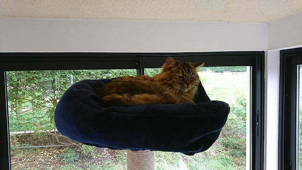 Malice a rejoint le concours — aidez-le/la à gagner de superbes lots ! carnivore, cat, cat_bed, cat_supply, comfort, felidae, fur, pet_supply, small_to_medium_sized_cats, tabby_cat, whiskers